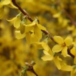 Comment bouturer le Forsythia ?