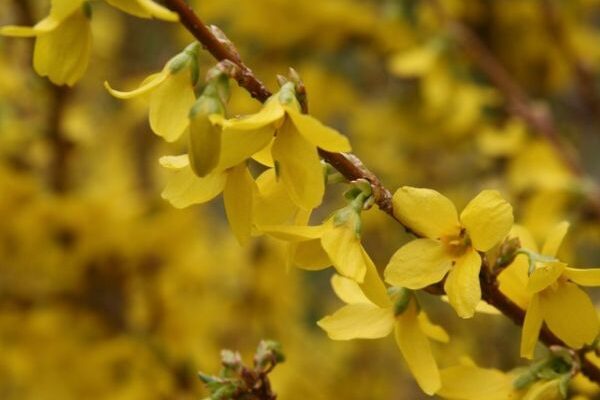 Comment bouturer le Forsythia ?