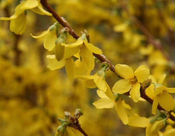 Comment bouturer le Forsythia ?