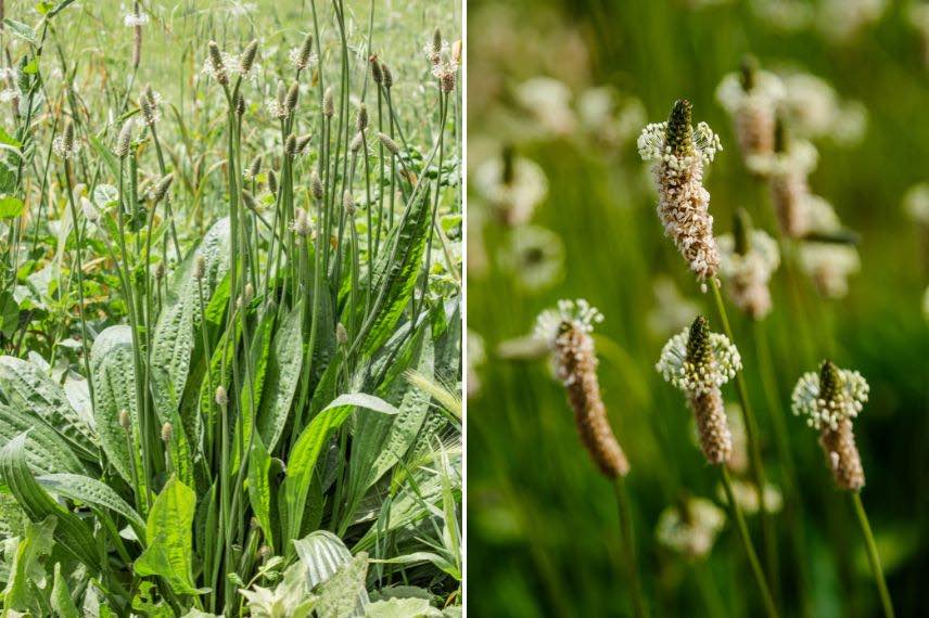 Plantain plantes sauvages comestibles