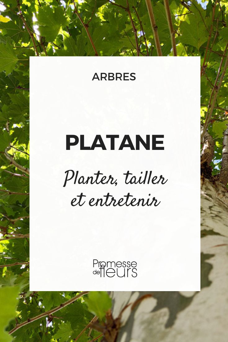 Trio Pailles Durables Arbre Vert