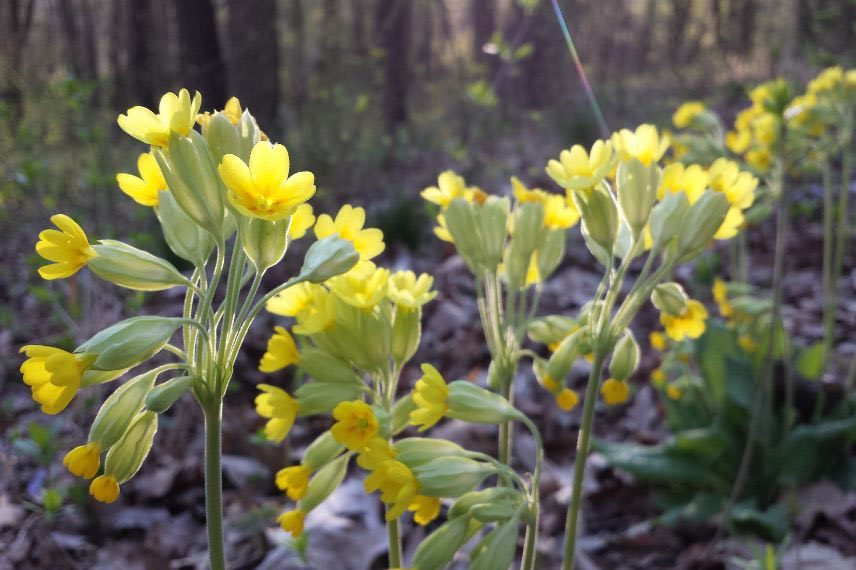 Primula veris