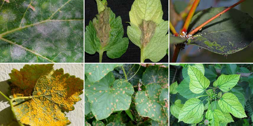 Identifier les principales maladies des plantes