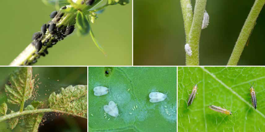 Identifier les principaux insectes parasites des plantes