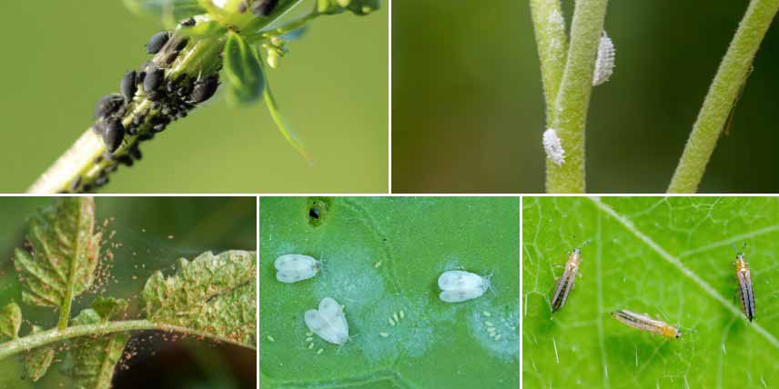 Maladies et parasites : plantes d'intérieur, Tout savoir !