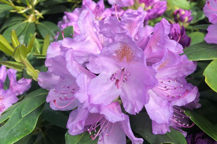 Rhododendron catawbiense Boursault