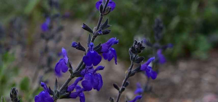 sauges bleues les plus belles, meilleures varietes de sauges bleues, les plus belles varietes de sauges bleues