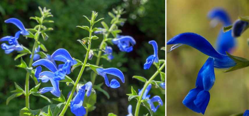 sauges bleues les plus belles, meilleures varietes de sauges bleues, les plus belles varietes de sauges bleues