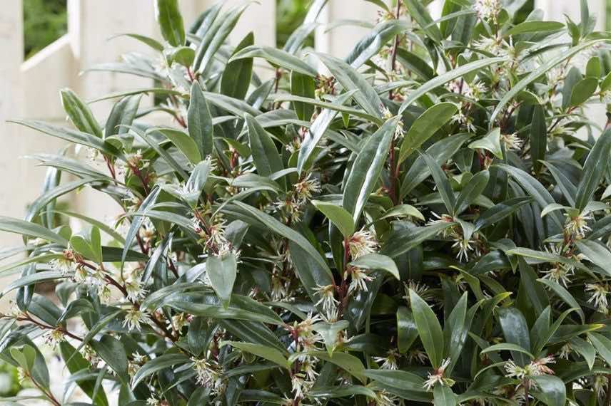 Sarcococca