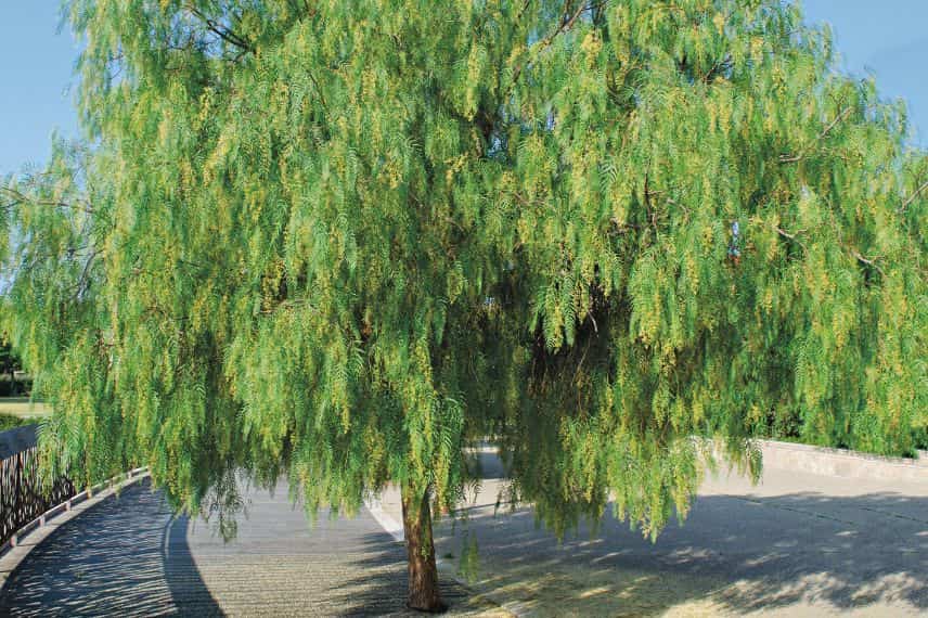 arbre pour ombre terrasse