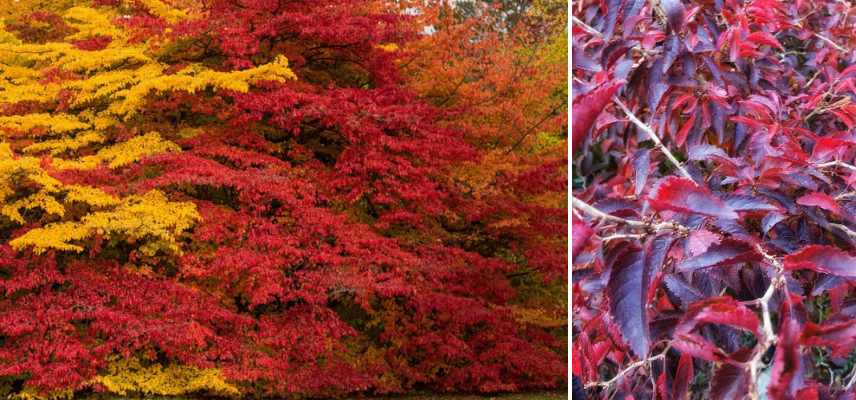 Parrotia persica les plus belles varietes, arbre de fer les meilleures varietes