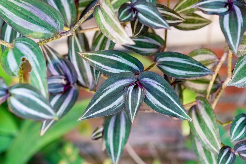 Tradescantia zebrina