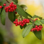 Comment multiplier le Cotoneaster ?