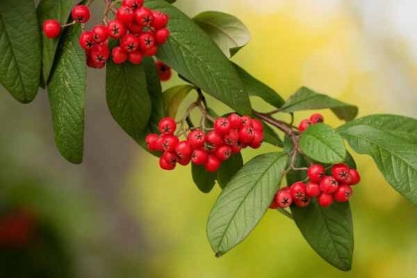 Comment multiplier le Cotoneaster ?