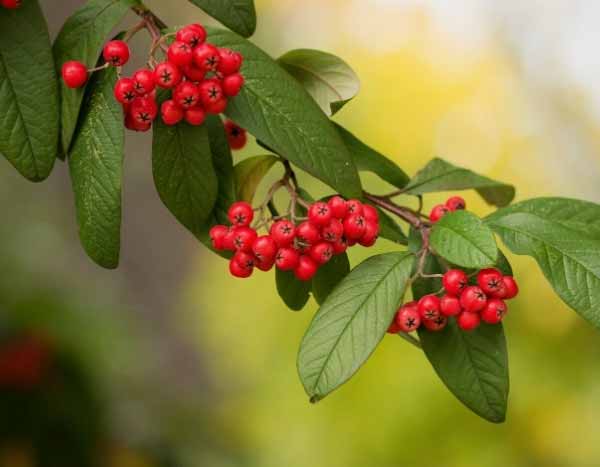 Comment multiplier le Cotoneaster ?