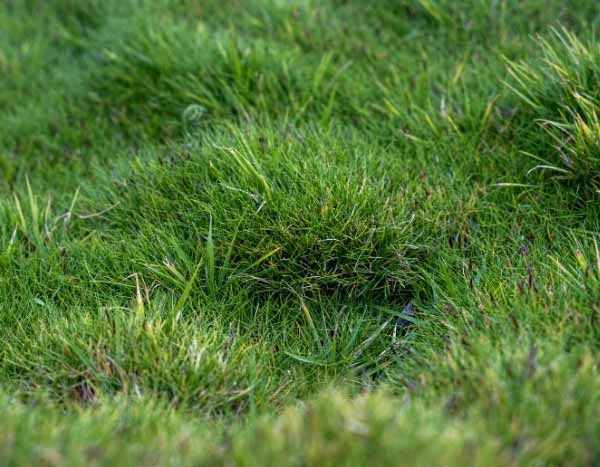 Comment multiplier le Zoysia ?