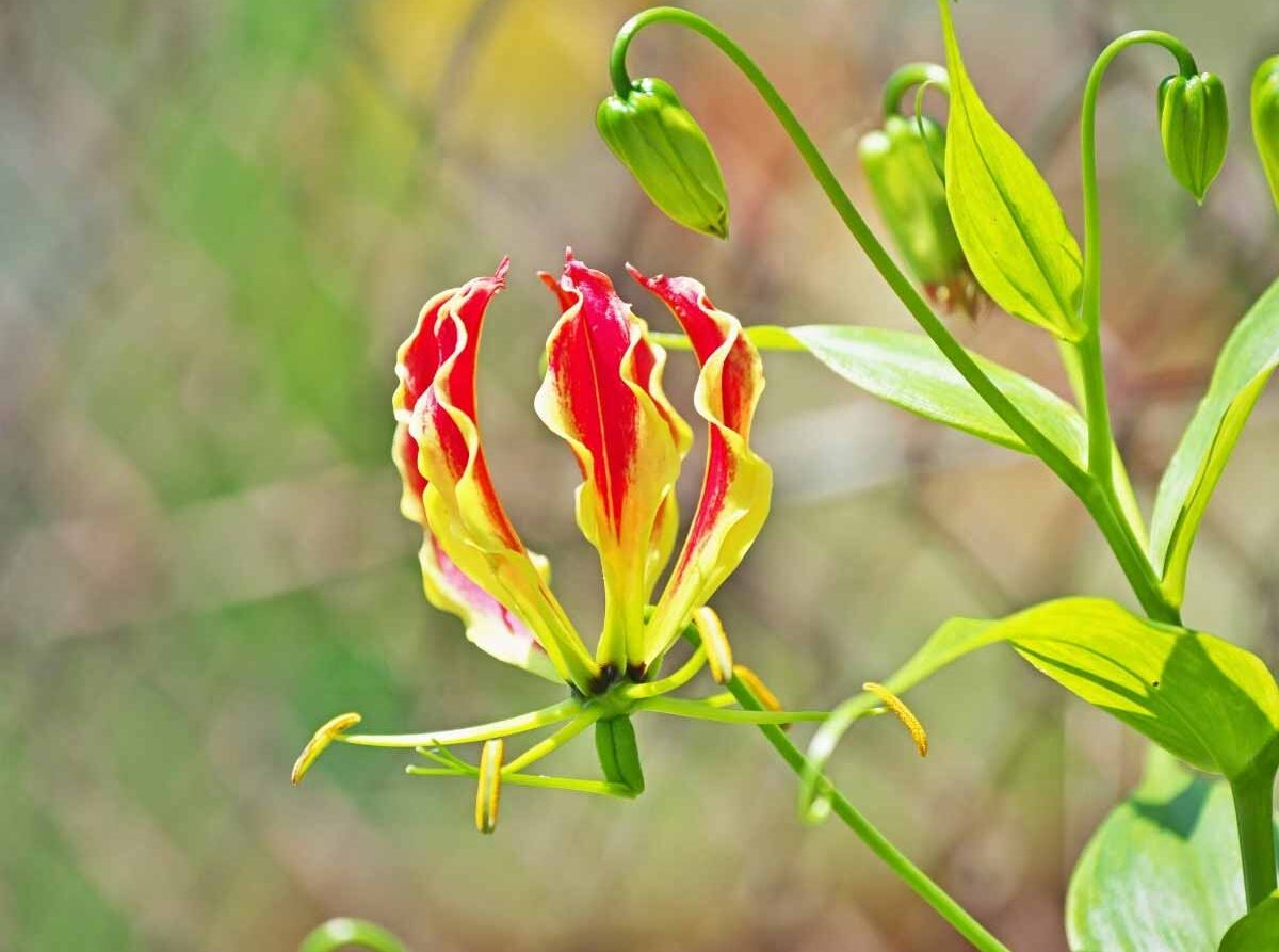 Comment hiverner et multiplier le Gloriosa ?