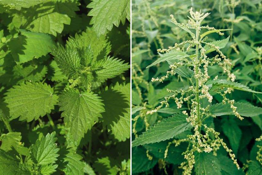 Ortie plantes sauvages comestibles