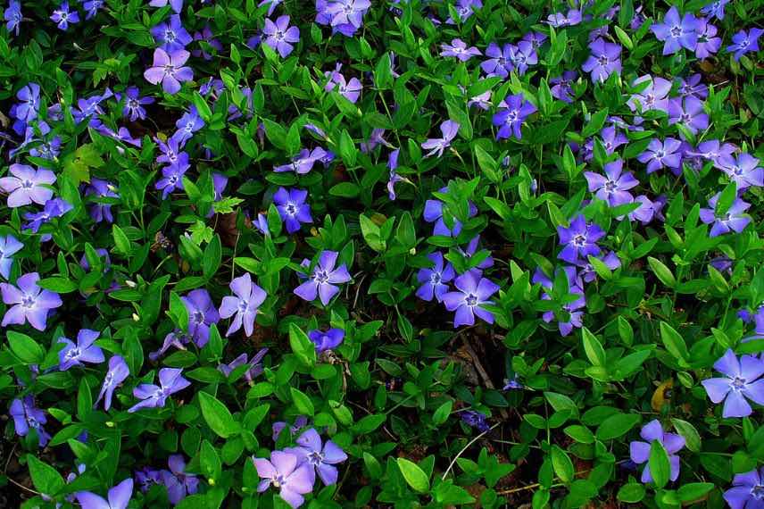 Vinca minor