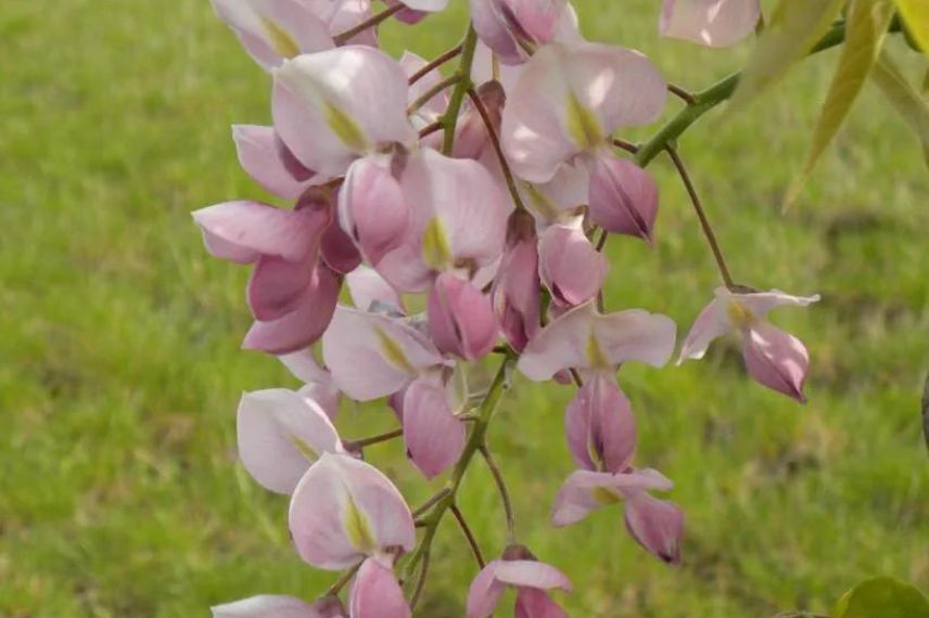 Glycine