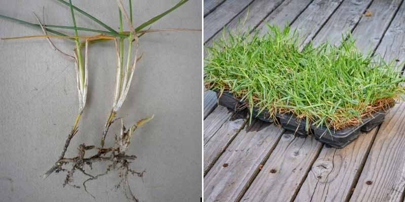 Comment diviser le Zoysia