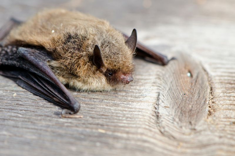 Aidez les chauves-souris en leur proposant un abri