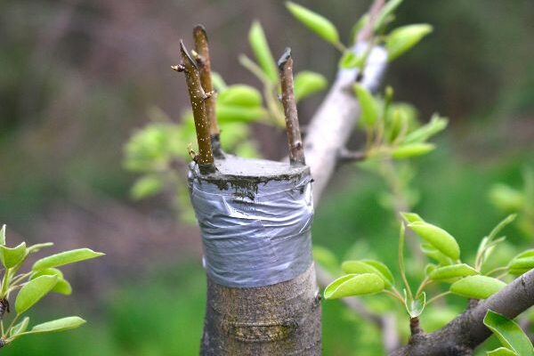 Acheter un arbre greffé : pour ou contre ?