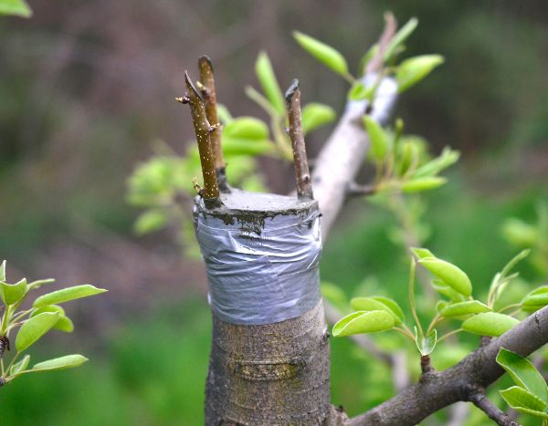 Acheter un arbre greffé : pour ou contre ?