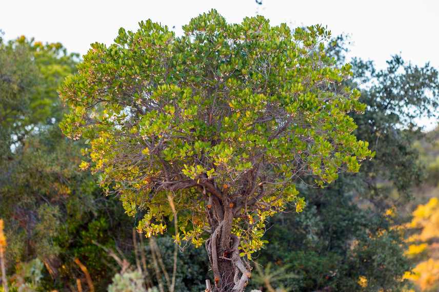 Arbustes persistants interet ecologique jardin