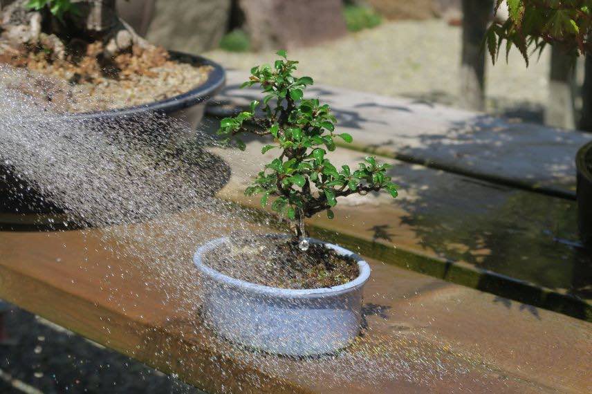 Arrosoir plante interieur exterieur - arrosoir bonsai en plastique