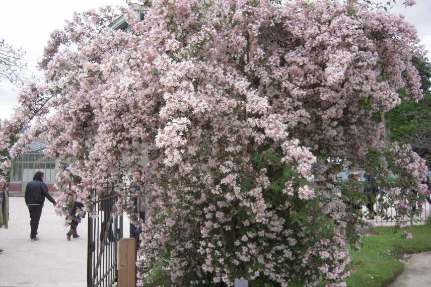 arbuste à fleurs