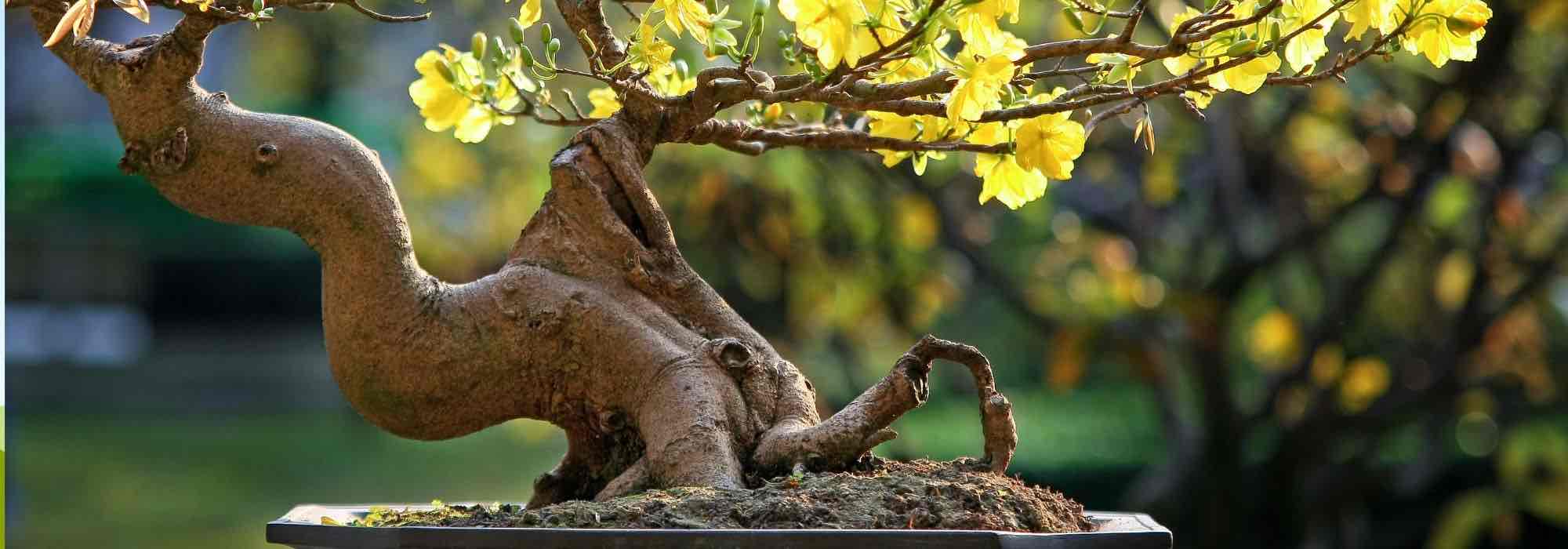 Ficus d'intérieur trop petit bonsaï pour le vrai débutant 