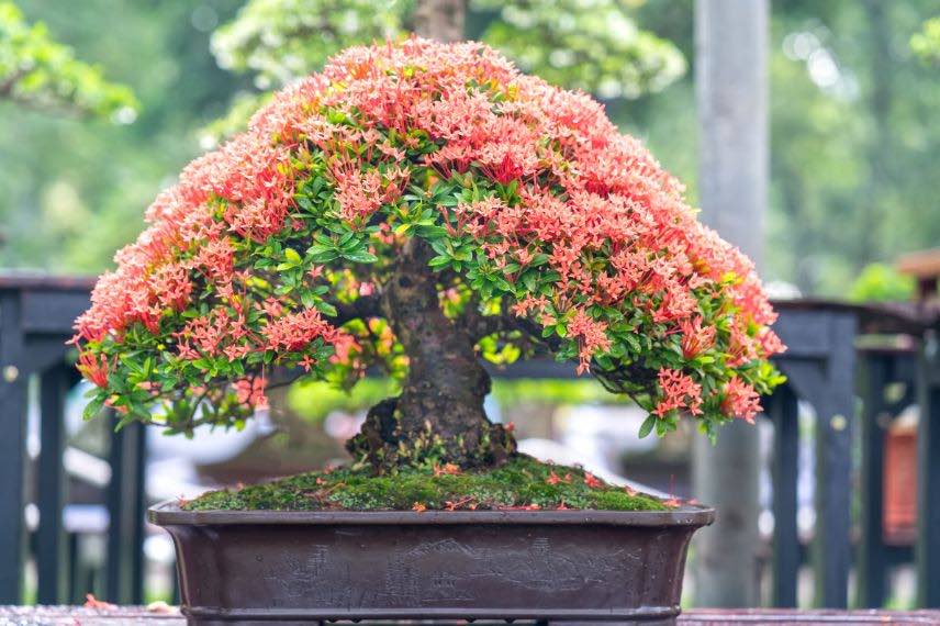 Le bonsaï : découvrez l'histoire ancienne et la signification de cet arbre  miniature