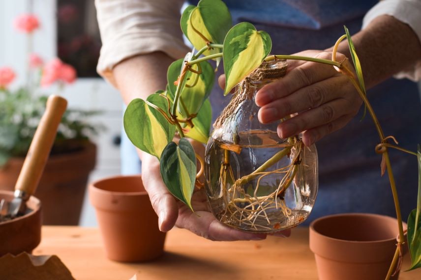 Comment prélever des boutures de plantes d'intérieur ?