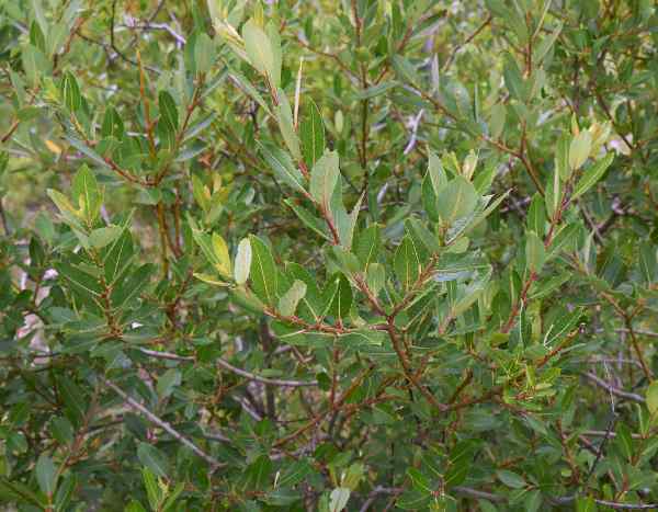 Comment bouturer le saule ?