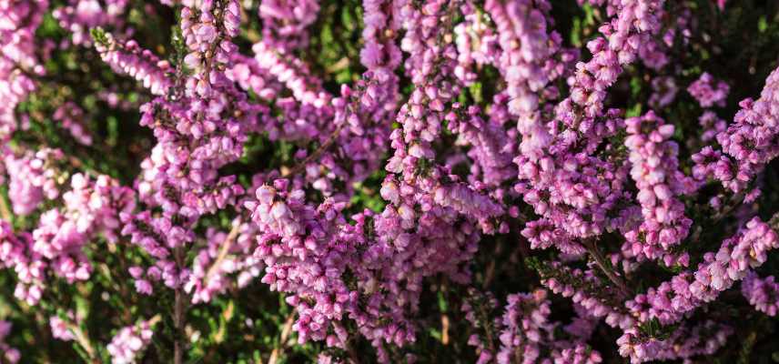 bruyere d ete, bruyere fleurissant en ete, meilleures plus belles varietes de bruyeres floraison estivale