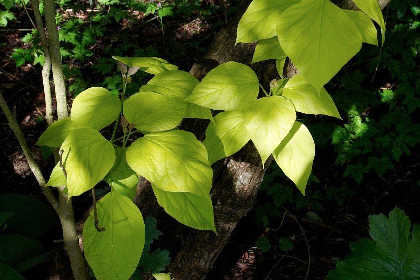 catalpa