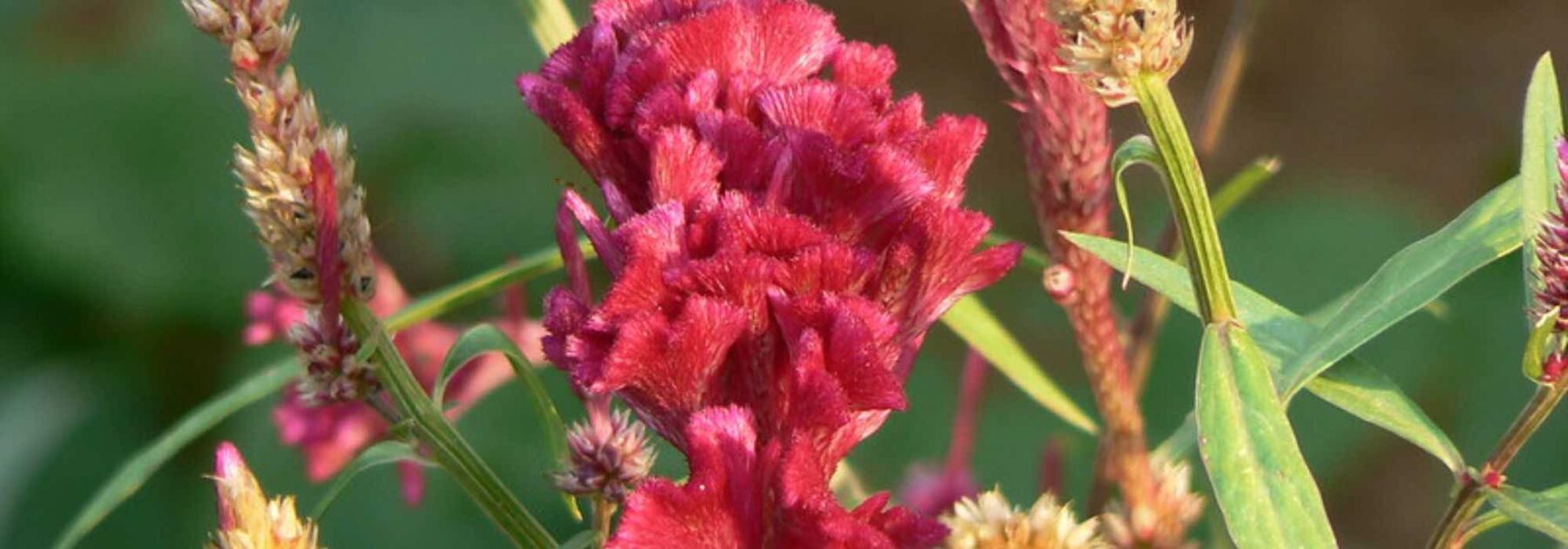 La Célosie : une plante idéale pour les massifs et les bordures