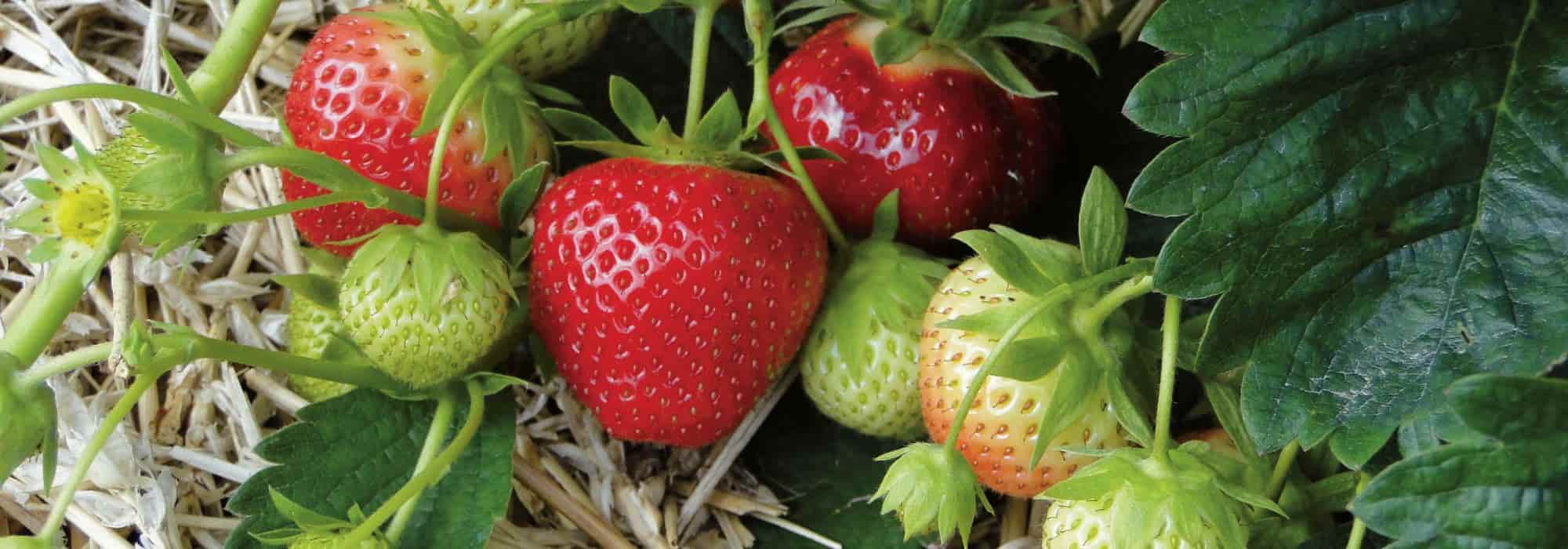 Comment obtenir ou multiplier des fraisiers gratuitement ?