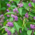 Comment bouturer un Callicarpa ? Nos conseils pour réussir