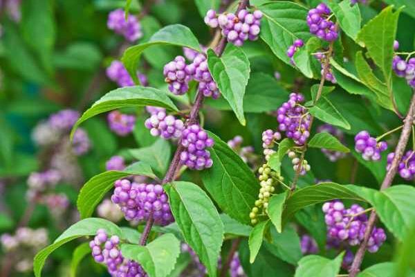 Comment bouturer un Callicarpa ? Nos conseils pour réussir