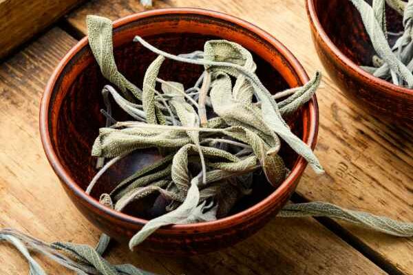 Comment faire sécher et conserver la sauge officinale ?