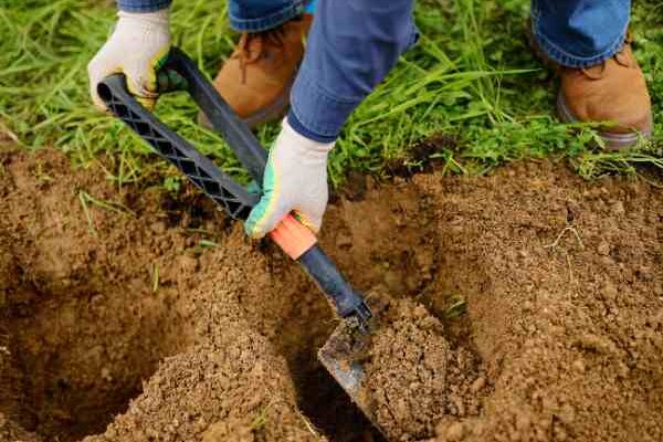 Comment rater la plantation de vos arbustes en 5 leçons ?