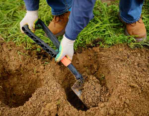 Comment rater la plantation de vos arbustes en 5 leçons ?