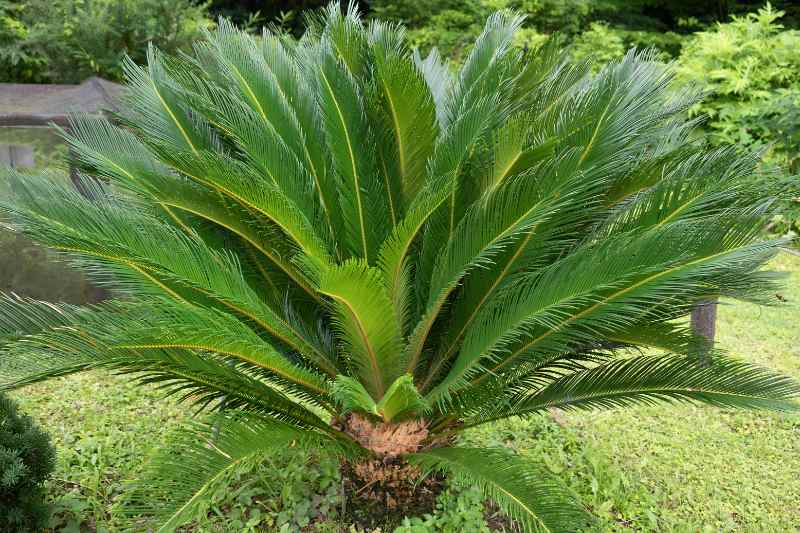 Peut-on planter des bulbes de tulipe oubliés au printemps? - Jardinier  paresseux