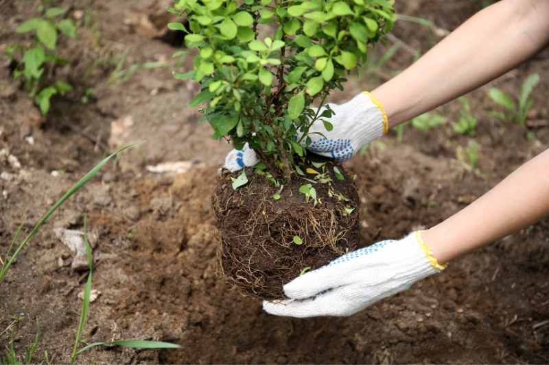 como plantar arbustos com sucesso, como falhar no plantio, como plantar um arbusto corretamente, dicas para plantar arbustos