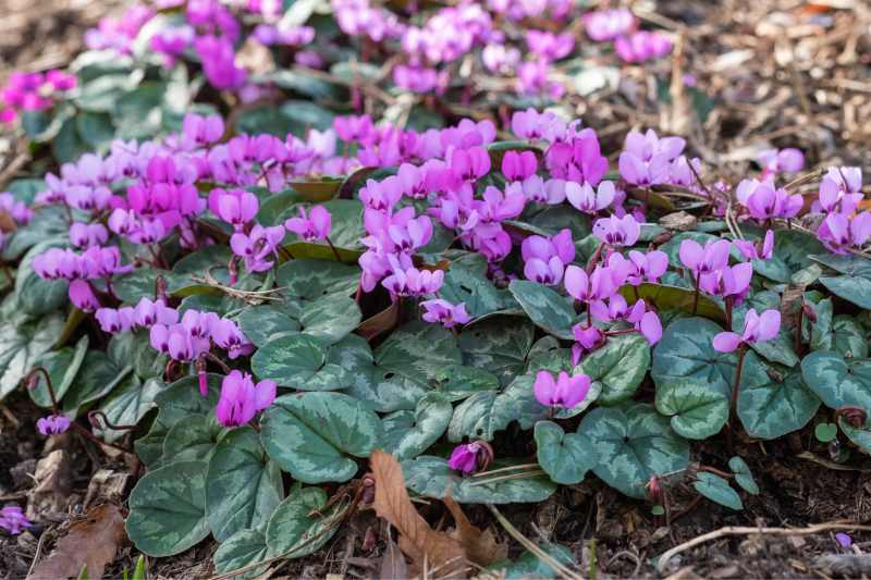 Cyclamen des fleuristes : plantation, entretien, soin