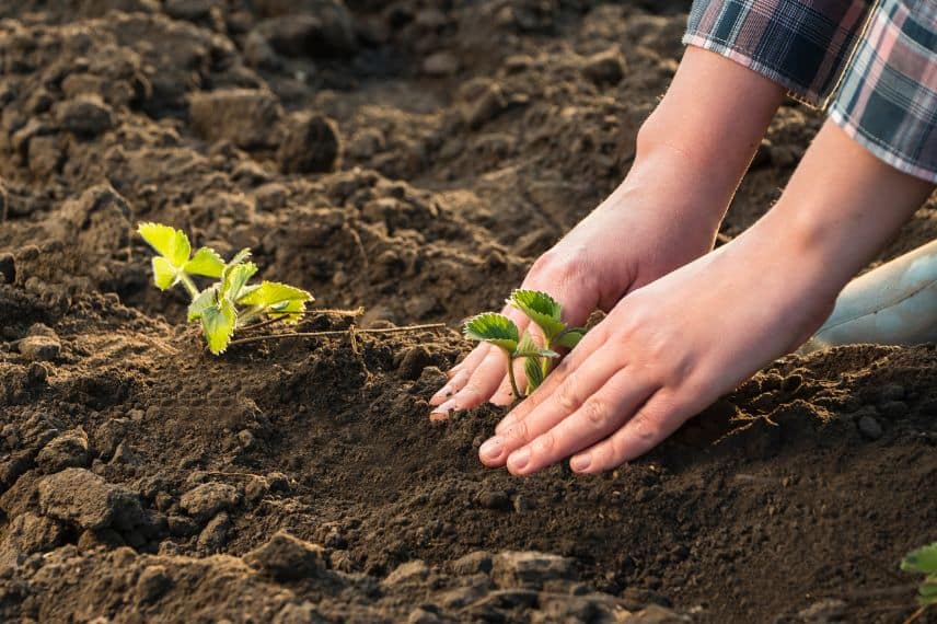 plantation de jeunes fraisiers