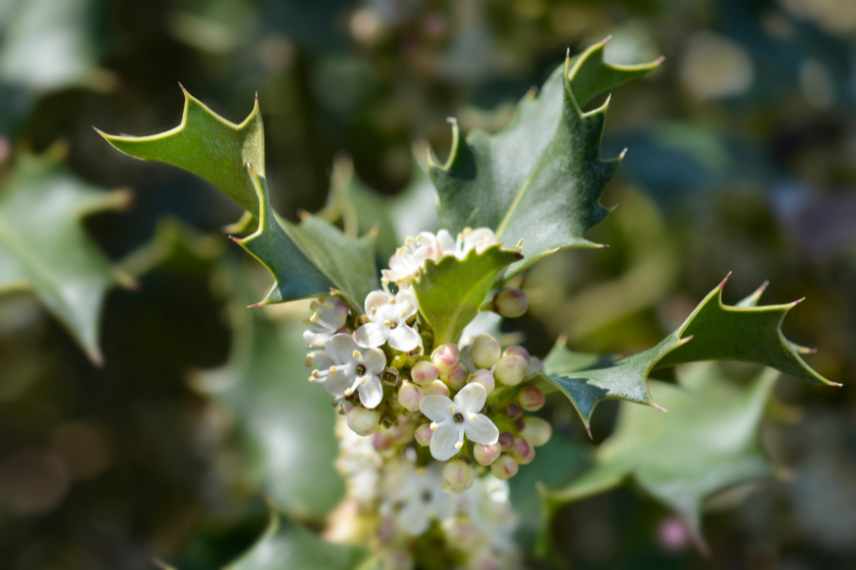 Arbustes persistants interet ecologique jardin