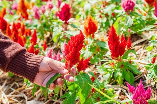 Comment récolter et faire sécher la Célosie ?